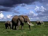 20 - El Homo Erectus de esta época, en Europa, caza elefantes poniéndole trampas. La caza mayor sé a generalizado en el mundo.