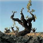 01 - Hace 65 millones de años aparece la planta vitis en la Tierra durante la era terciaria. Es el periodo  lignítico.