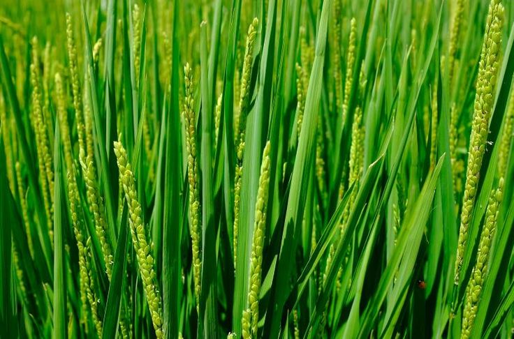 08 - La Paella - El motivo por el que el Concurso Internacional de Paella se celebra en Sueca no es otro que porque aquí es donde se produce más arroz de España. Se cultivan unas 5.000 hectáreas, que producen unas 35.000 toneladas anuales de arroz.
