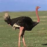 007 - Hasta 2,74 metros en el avestruz. Los comportamientos son diversos y notables, como en la anidación, la alimentación de las crías, las migraciones, el apareamiento y la tendencia a la asociación en grupos.