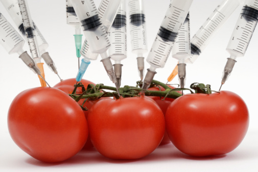 tomates transgenicos.jpg