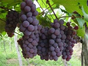07 - Como quiera que en la cuenca mediterránea, que es donde se escribió la historia de las culturas occidentales, la fruta que producía el mejor de los caldos era la uva,